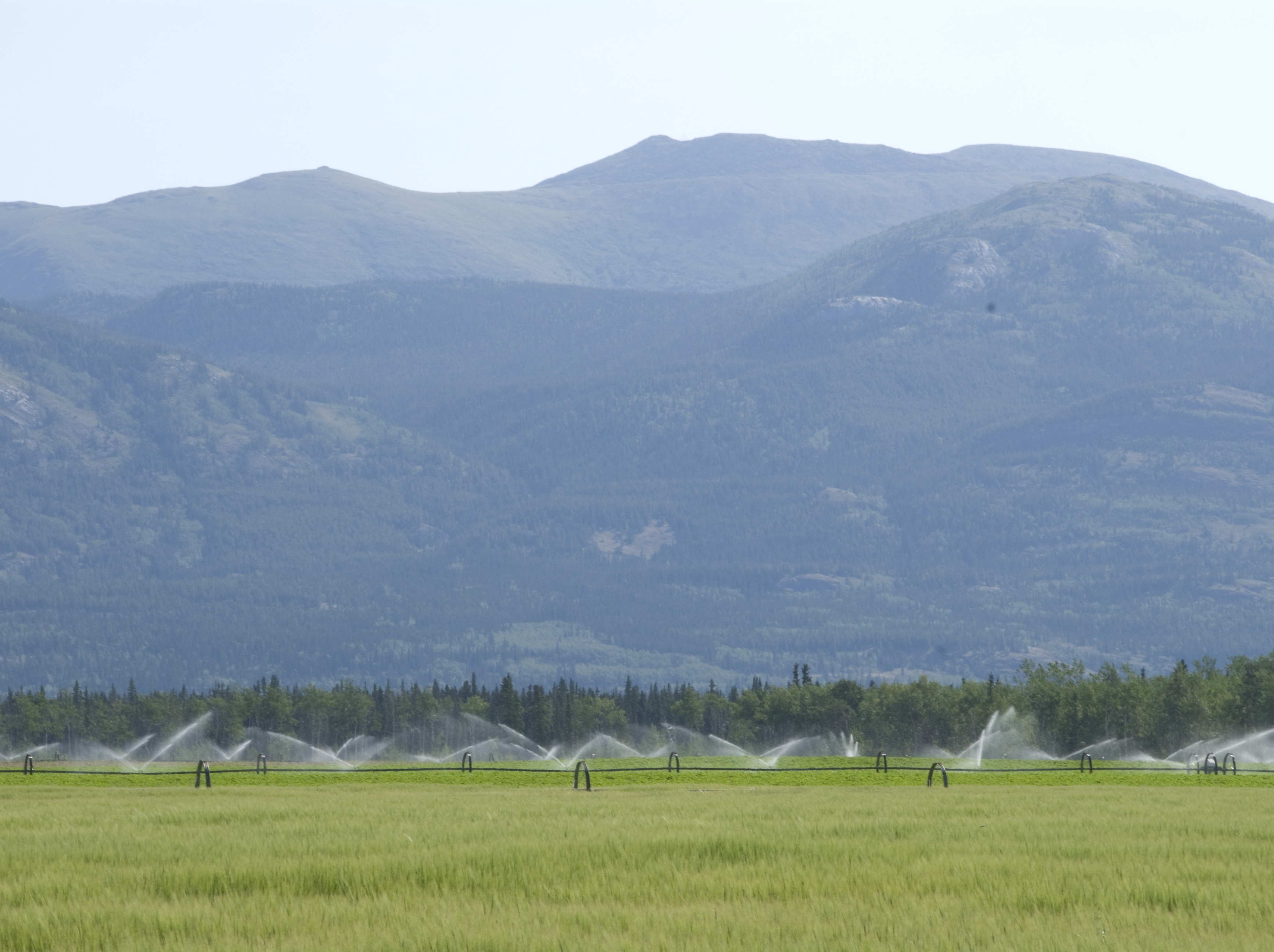 Sprinklers irrigating an agricultural field.